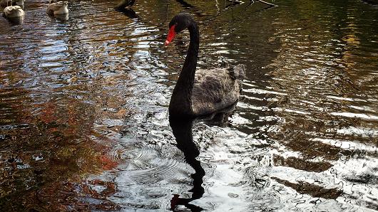 Black Swan