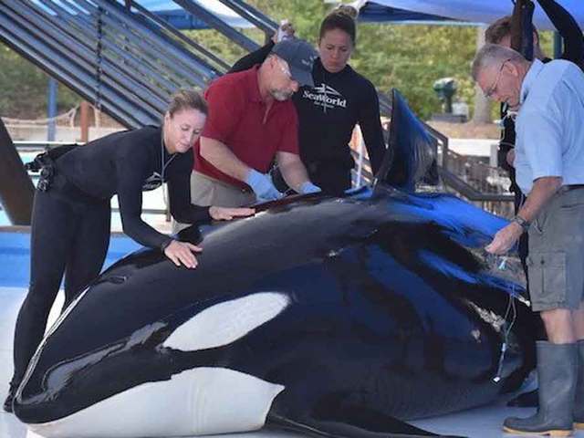 BREAKING: Another Death at SeaWorld Shows a Tank is No Place for an Orca