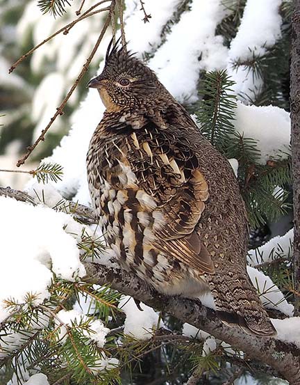 Birdwatchers to join Annual Audubon Christmas Bird Count