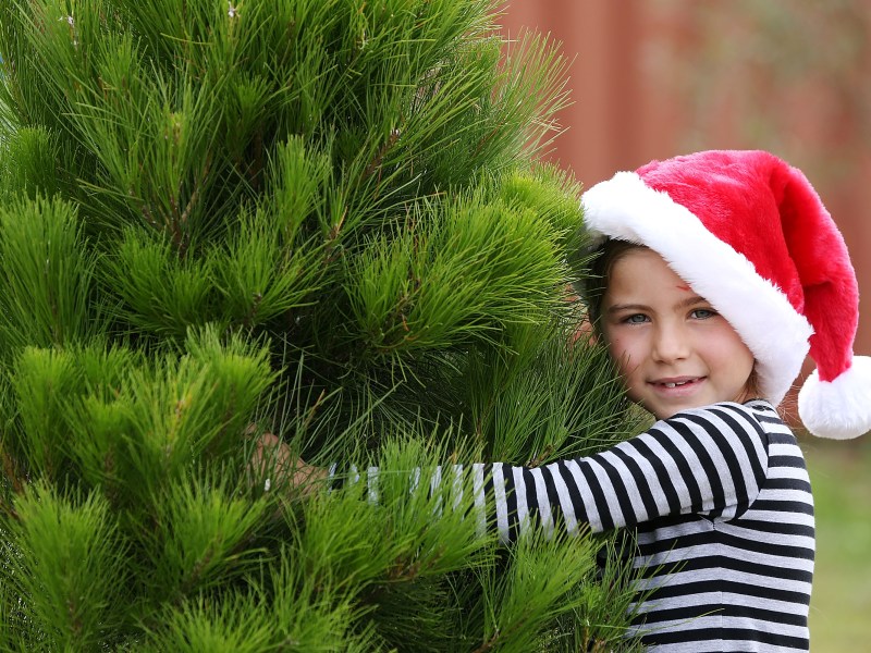 Real Christmas tree versus artificial Christmas tree