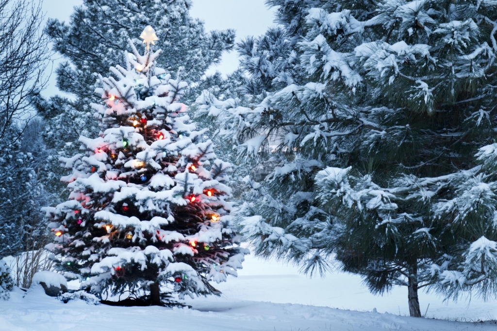 Make sure your real Christmas trees continues to do good next year by recycling them with Chelmsford City Council