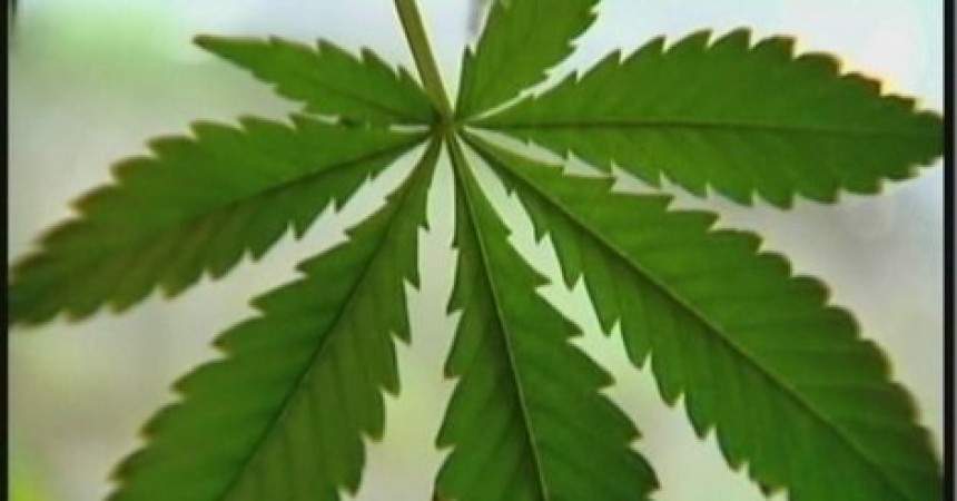 Health Department to announce decision on using medical marijuana for chronic pain