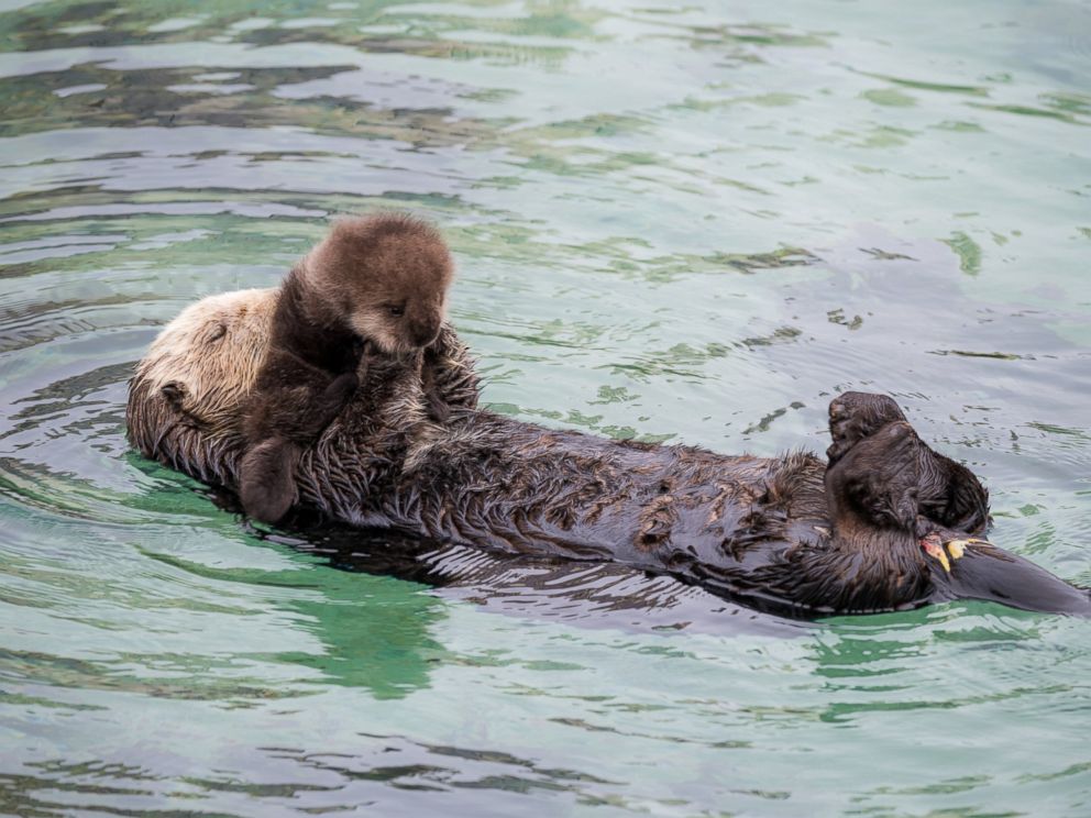 A wild sea otter unexpectedly gave birth to an adorable pup at the Monterey Bay Aquarium in Monterey Cali. Dec. 20 2015