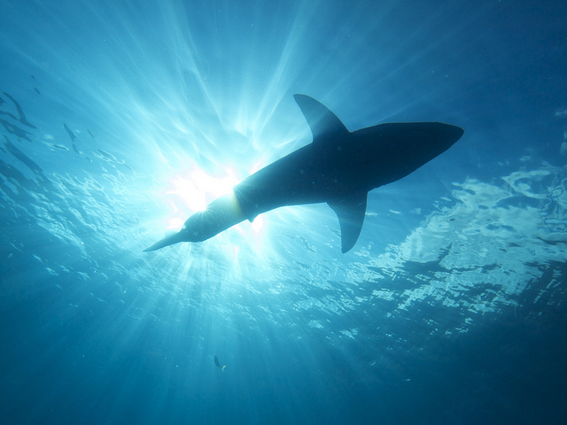 A New Shark Discovered by Scientists that Glows in the Dark