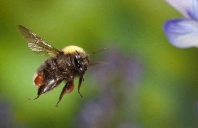 Honeybees aren’t the only superhero pollinators