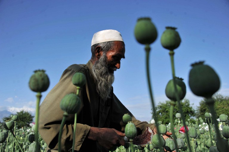 Afghan opium cultivation drops for first time in six years 