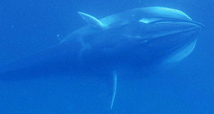 Omura's whale