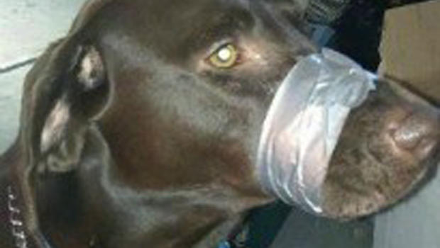 Woman posts mouth-taped dog's pic on FB, under probe