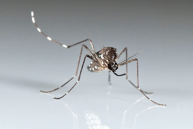 The Chikungunya spread by mosquitoes such as this Aedes aegypti causes fever and agonizing