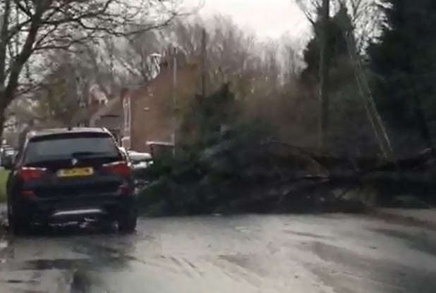 STORM FORCE A tree down in Preston village from today's gales caused by Storm Clodagh.       	      	     VIEW