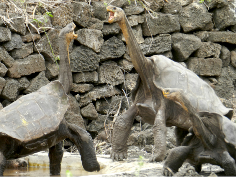 Galapagos tortoises