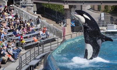 SeaWorld Sues Over Ban On Breeding Orcas