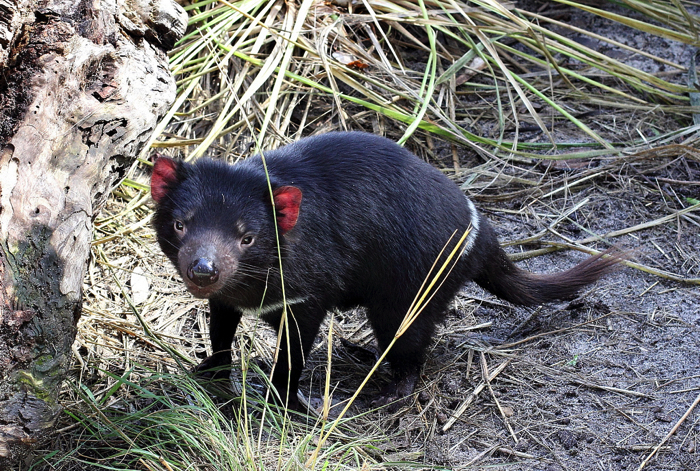 Tasmanian Devil