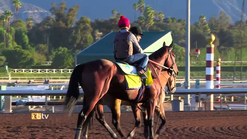 American Pharoah still draws the crowds