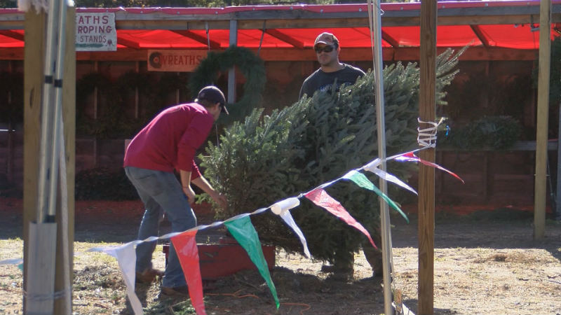 Choosing the right Christmas tree