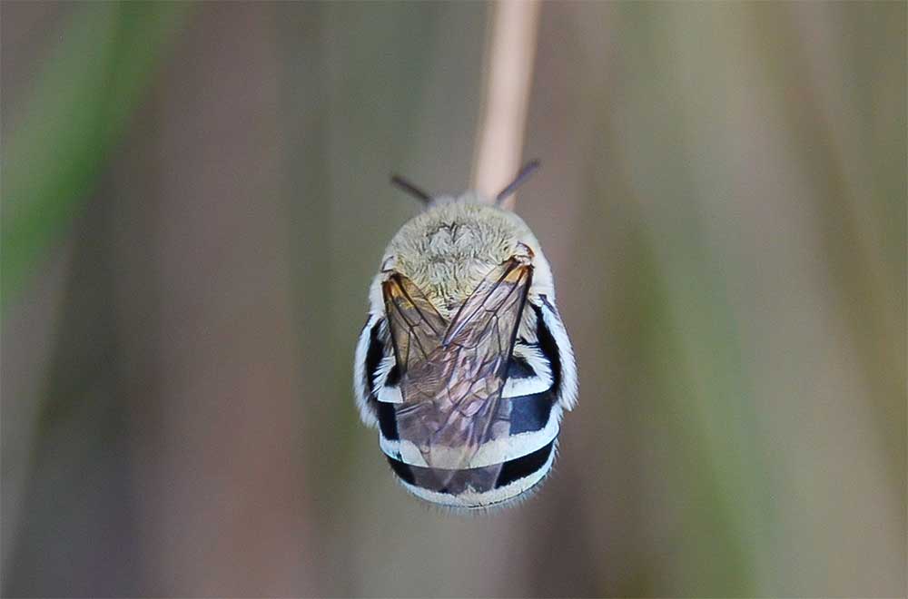 Australian Blue Banded bees are heavy rocker