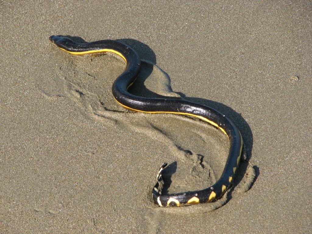 'Rare Venomous Snake Was Spotted on a Californian Beach