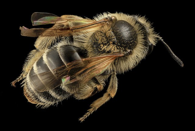 The wild bee population is dwindling putting US crops at risk researchers have recently warned