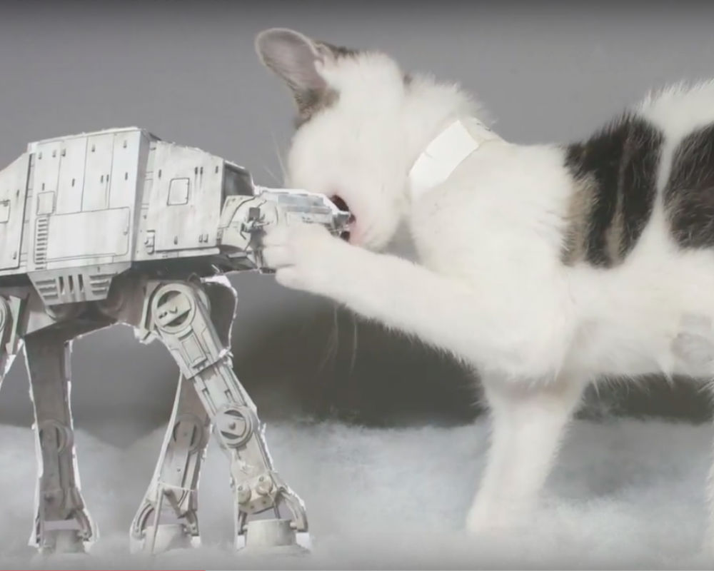 Kittens Recreate 'Star Wars&#039