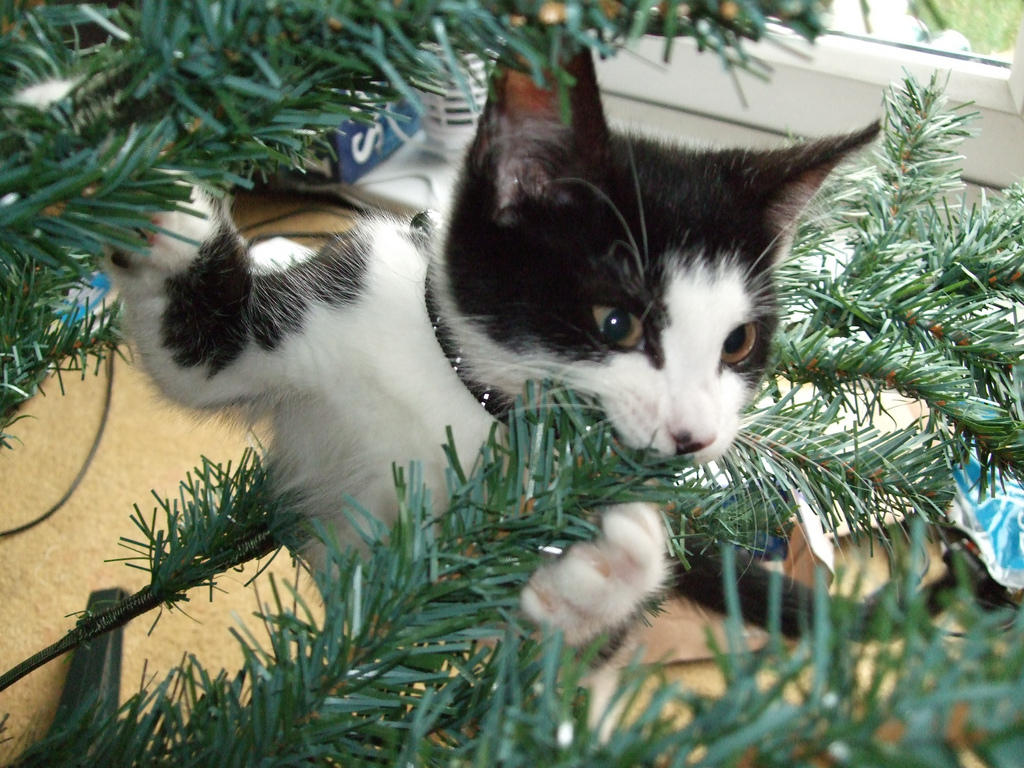 This little furry guy is going to be trouble this Christmas