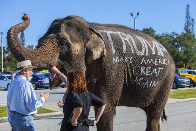 Donald Trump elephant