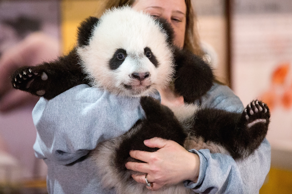 Washington panda cub thriving ahead of public debut