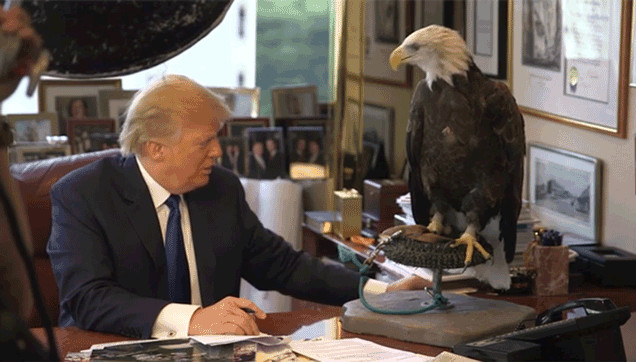 Opportunistic Predator and Living Symbol of America Attacked by Bald Eagle