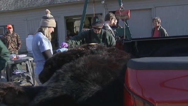 Weeklong Bear Hunt Gets Underway in New Jersey