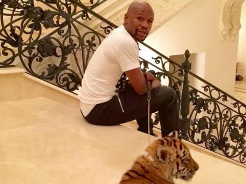 Why Does Floyd Mayweather Have A Pet Tiger?