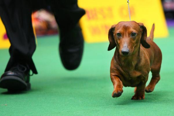 Dog DNA study reveals the incredible journey of man's best friend