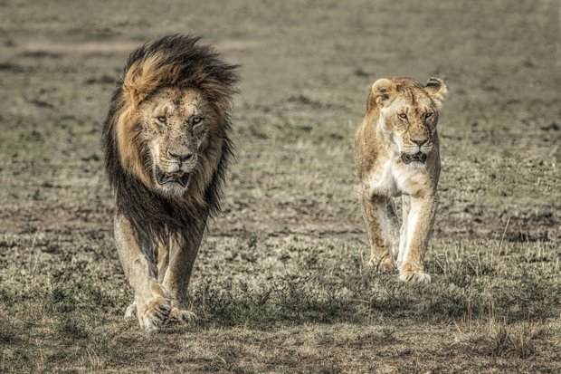 Male and female lion