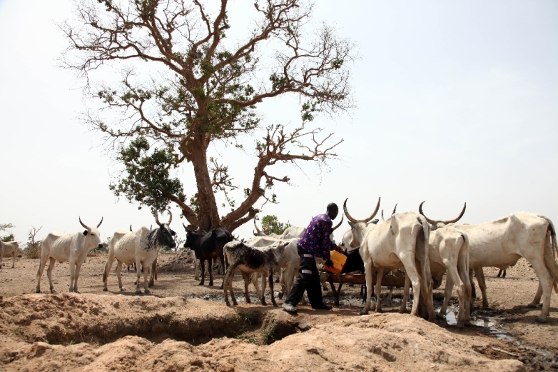 A Fulani herdsman waters his cattle on a dusty plain between Malkohi and Yola town