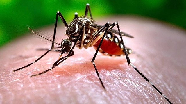 A female Aedes aegypti mosquito in the process of acquiring a blood meal from a human host