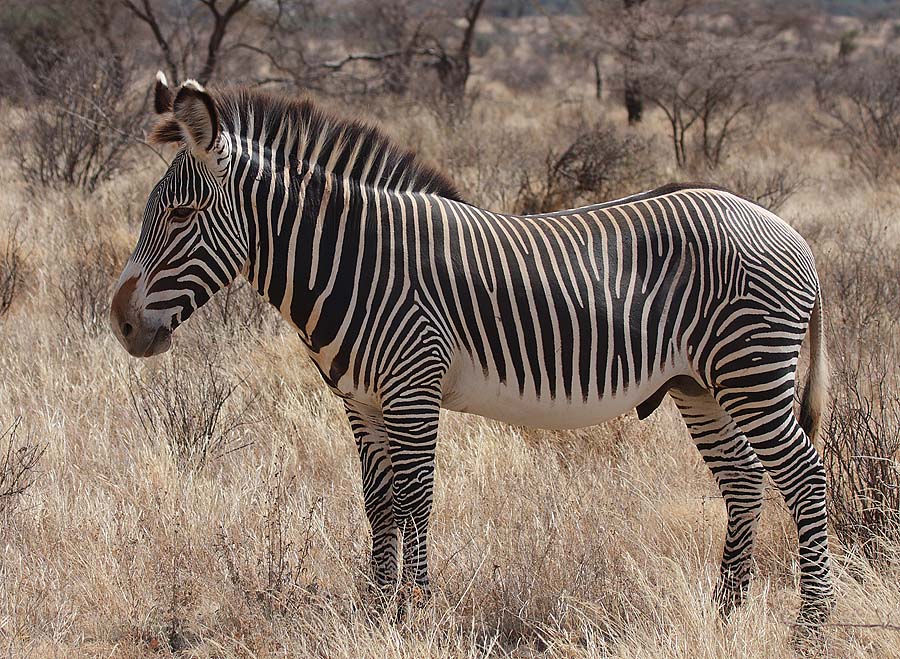 'Zebra’s Stripes Are not Meant for Camouflage