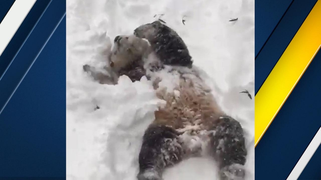 Panda Tian Tian has a snow day at the National Zoo in Washington D.C