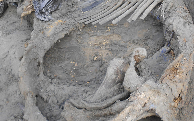 The woolly mammoth carcass is excavated from frozen sediments on a coastal bluff on the eastern shore of Yenisei Bay in the central Siberian Arctic