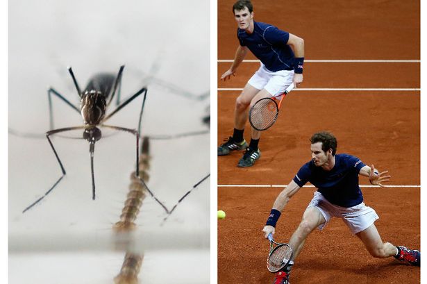 Andy and Jamie Murray could be exposed to mosquitos carrying the Zika virus in Rio