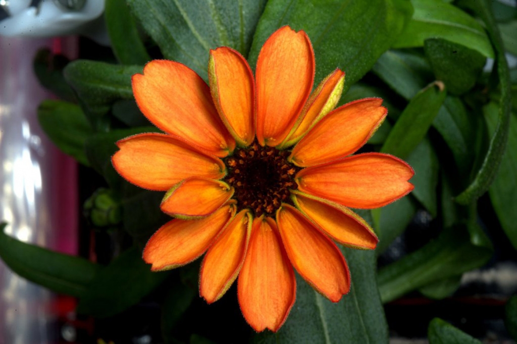 ISS astronauts grow first flower in space