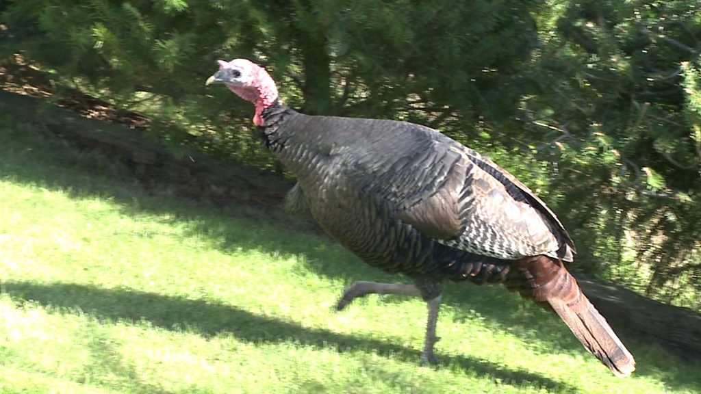 Bird flu case confirmed in turkey flock in southwestern Indiana