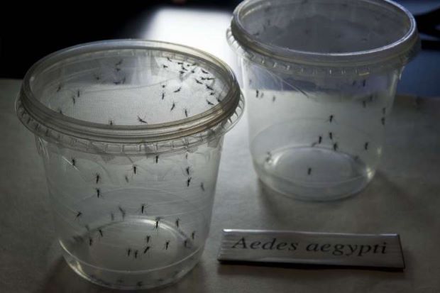 UK reports Zika cases as El Salvador urged to lift abortion ban over virus risk