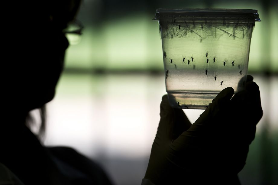 A researcher looks at Aedes aegypti mosquitoes kept in a container at a lab of the Institute of Biomedical Sciences of the Sao Paulo University