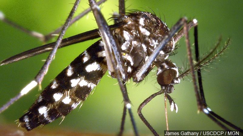 Brazil president declares war on the Zika virus