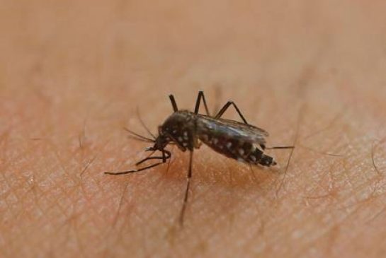 A female Aedes aegypti mosquito acquires a blood meal on the arm of a researcher at the Biomedical Sciences Institute in the Sao Paulo's University in Sao Paulo Brazil Monday Jan. 18 2016. The Aedes aegypti is a vector for transmitting the Zika virus