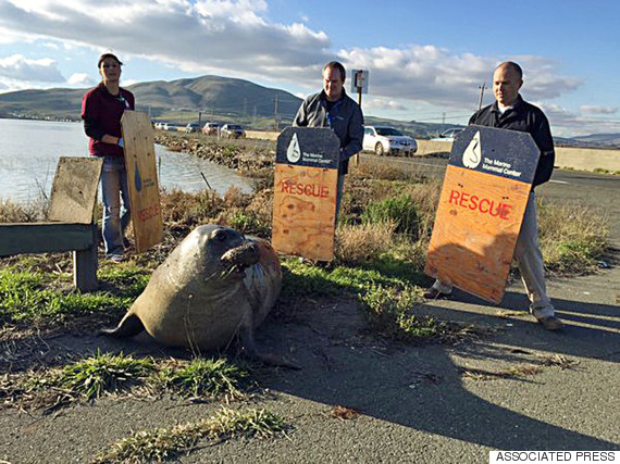 Wayward elephant seal tries to cross Highway 37