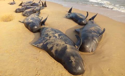 Chennai In an incident which has sent shock waves among animal-lovers around 100 whales were washed ashore on a beach in Tuticorin since last night