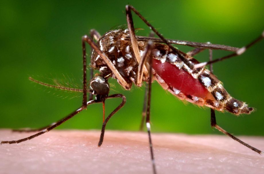 Centers for Disease Control and Prevention shows a female Aedes aegypti mosquito in the process of acquiring a blood meal from a human host. The The Centers for Disease Control and Prevention on Tuesday Jan. 19