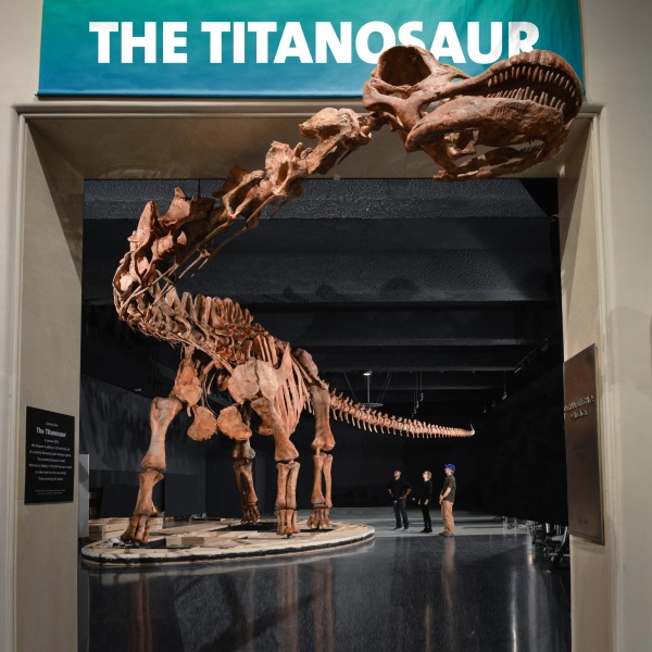 A Second Life for the Planet's Largest Dinosaur