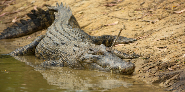 Crocodile activity increases during the warm wet season