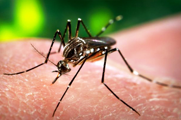 Doctors Asked To Watch For Zika Virus