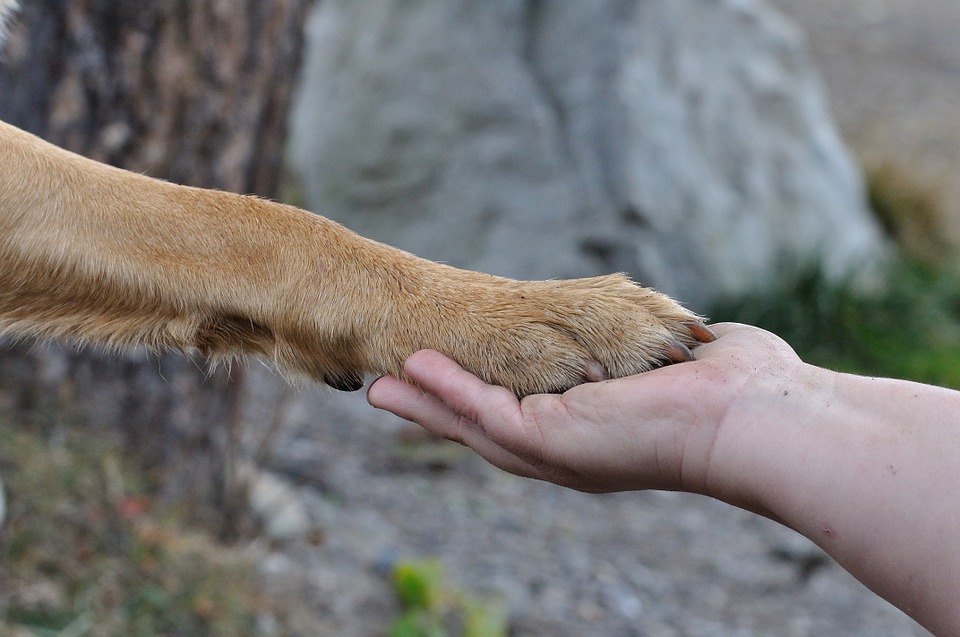 'human hand and dog paw